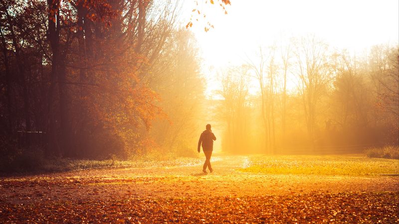autumn, solitude, walk, park, sunlight, 4k