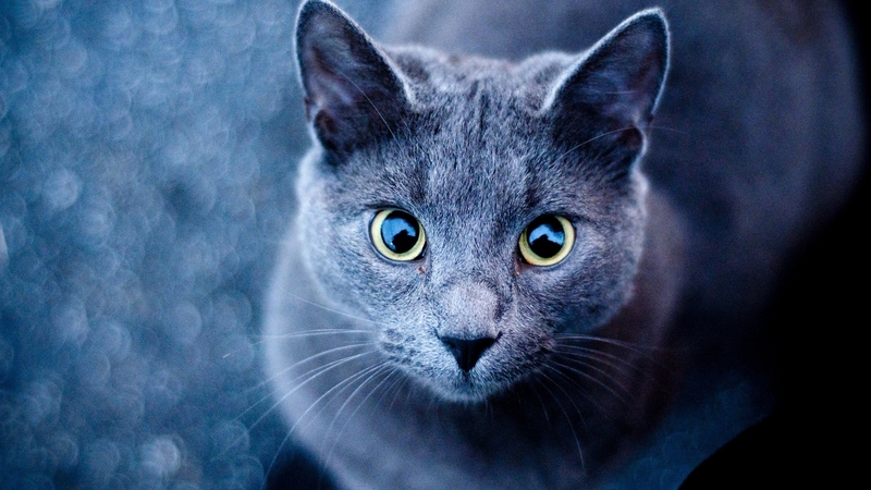 cute, look, cat, animal