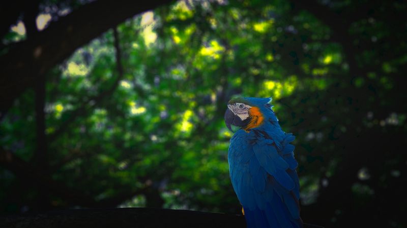 macaw, parrot, bird, jungle, 4k