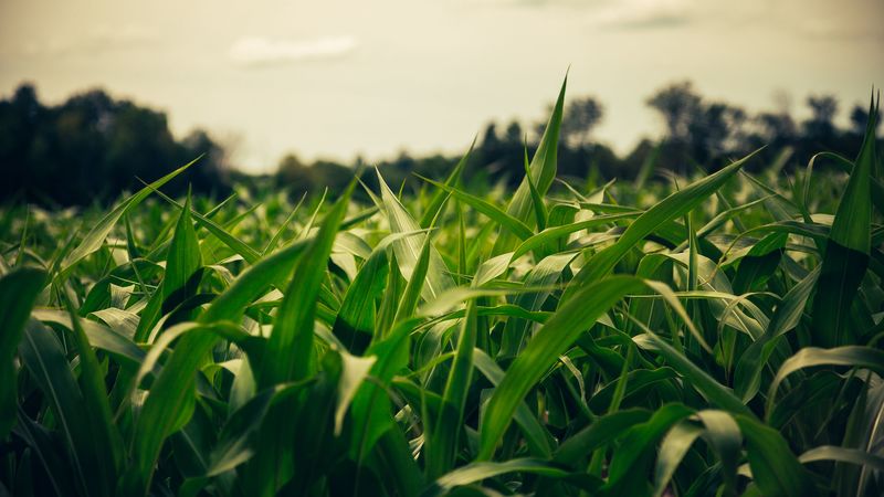 field, corn, summer, evening, 4k