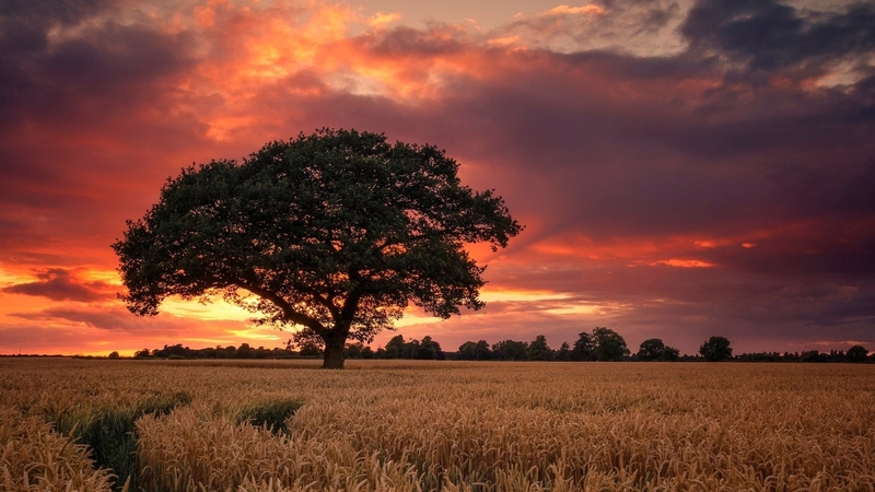 trees, sky, wheat, clouds, landscapes, fields, sunsets, nature