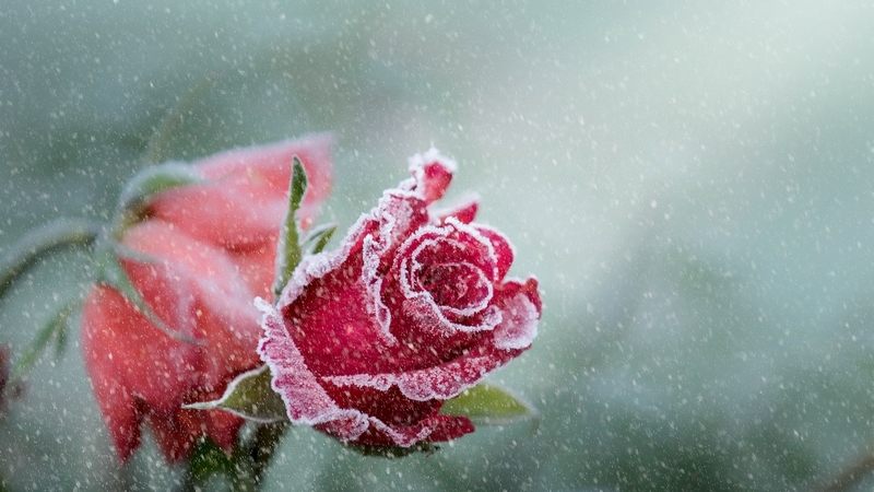 red, rose, flower, frozen, pink, winter