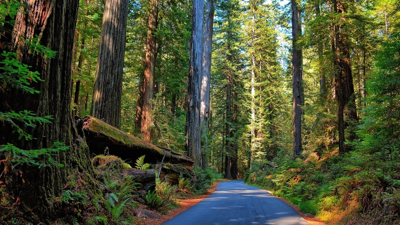 trees, forests, shadows, sunshine, roads, nature