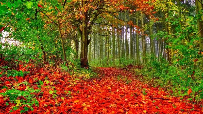 fall season, pathways, red, trees, forests, leaves, autumn, nature