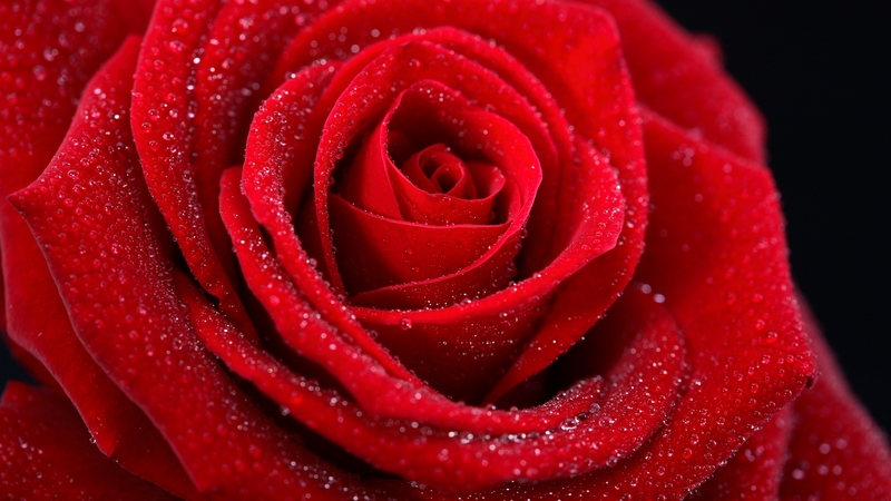 photo, red, wet, rose, beautiful, drops, elegantly, photography, nice, cool, gentle, flower, harmony