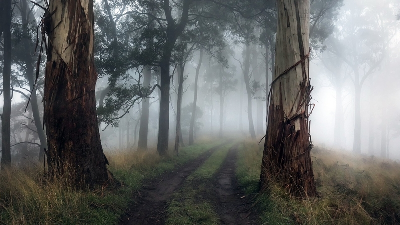 trees, landscapes, forests, fog, roads, nature