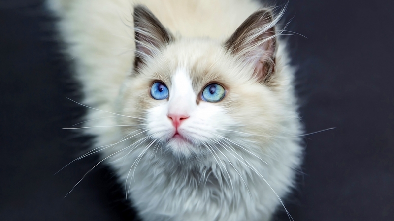 ragdoll, beauty, cat, kitten, blue eyes, wghite, animal, pisica