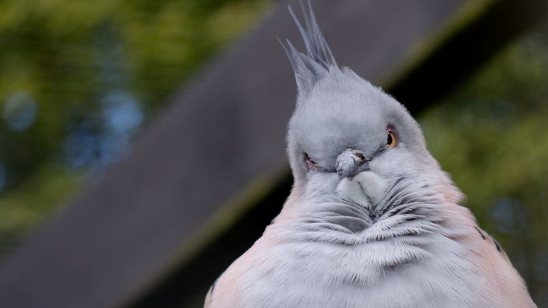 bird, serious, pose, 4k