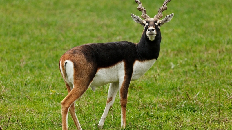 green, grass, antelope, animal
