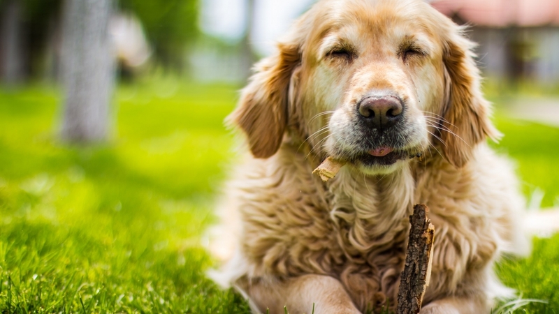 cute, grass, animal, dog