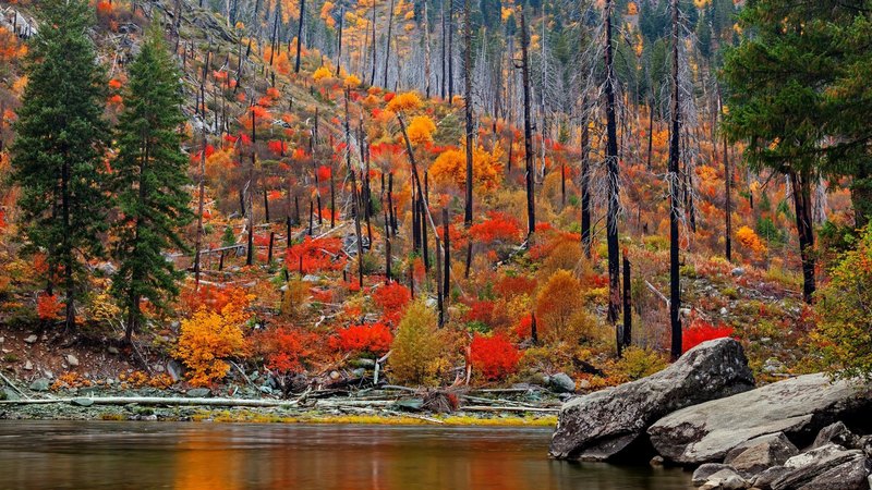 fall, forest, rocks, water, trees, autumn, lake