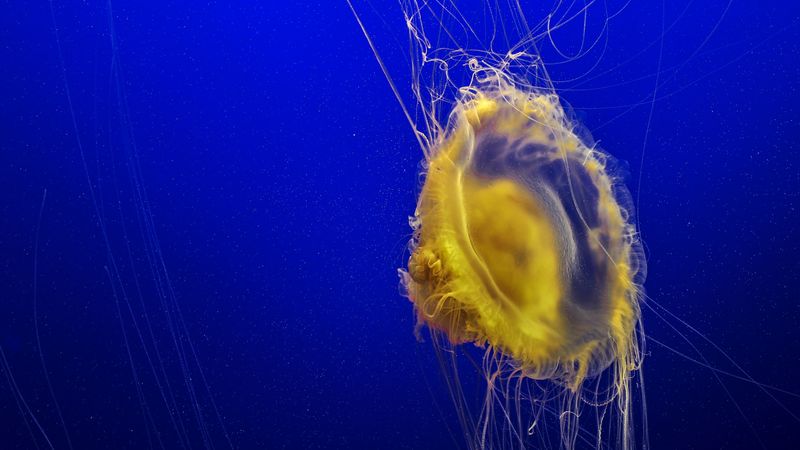 jellyfish, tentacles, underwater world, ocean, sea, 4k