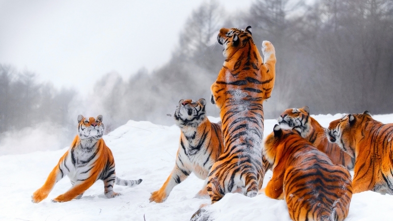 nature, snow, tigers, animal