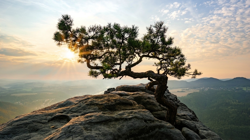 mountain, sunset, tree, nature