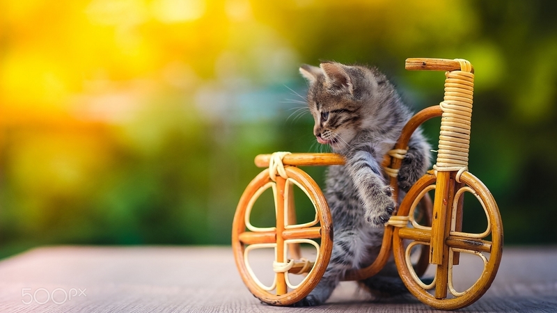 playing, cute, kitty, toy, adorable, funny, cat, sweet