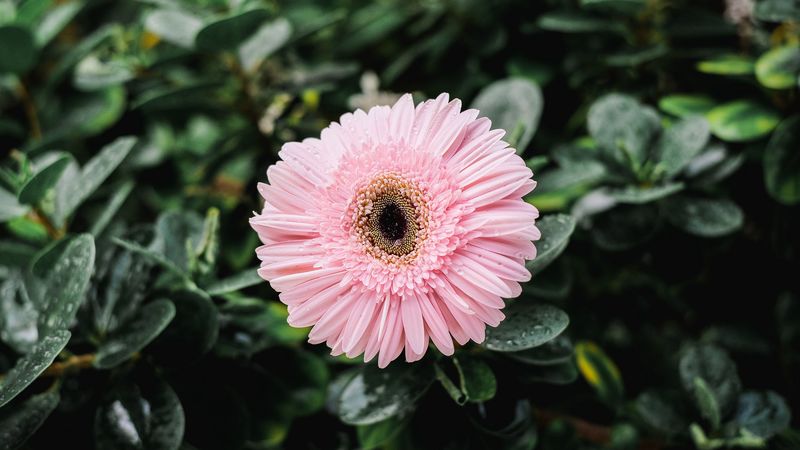 gerbera, dew, bud, petals, 4k