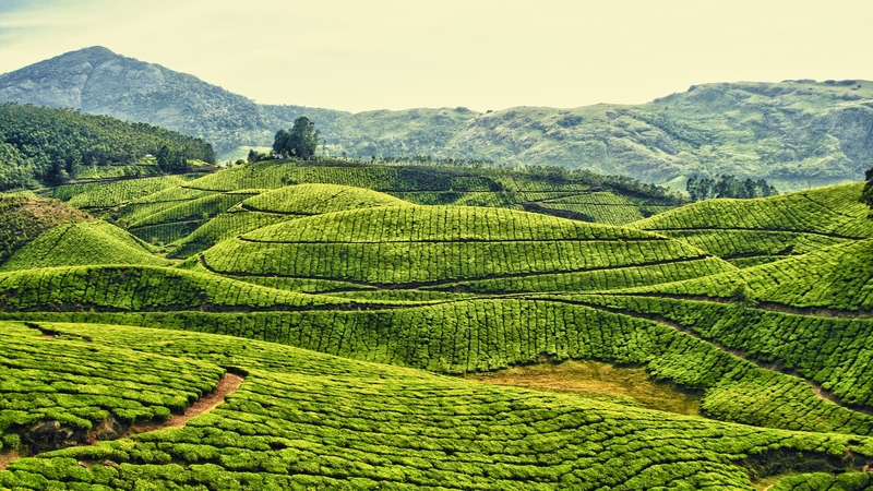hills, green, beautiful, bushes, tea, field