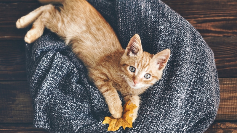 autumn, grey, yellow, cat, kitten, pisica, leaf