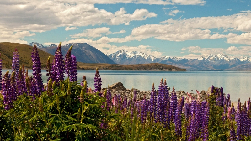 mountains, nature, lake, lavander, field, landscape