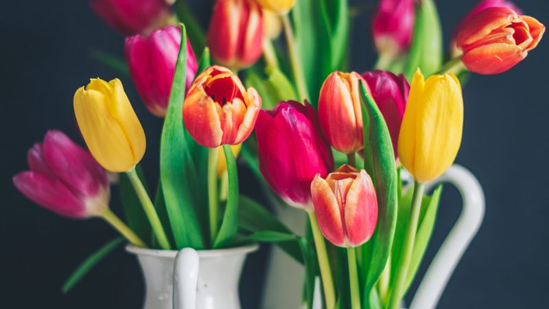 tulips, bouquet, colorful, 4k