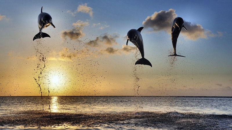 photo, jumping, leaping, beautiful, animal, photography, dolphins, wide screen, wildlife