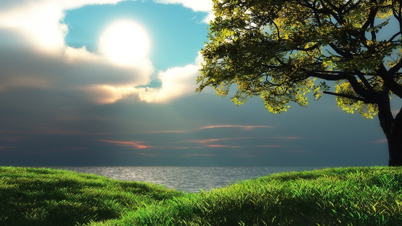 long grass, tree, sunsetting