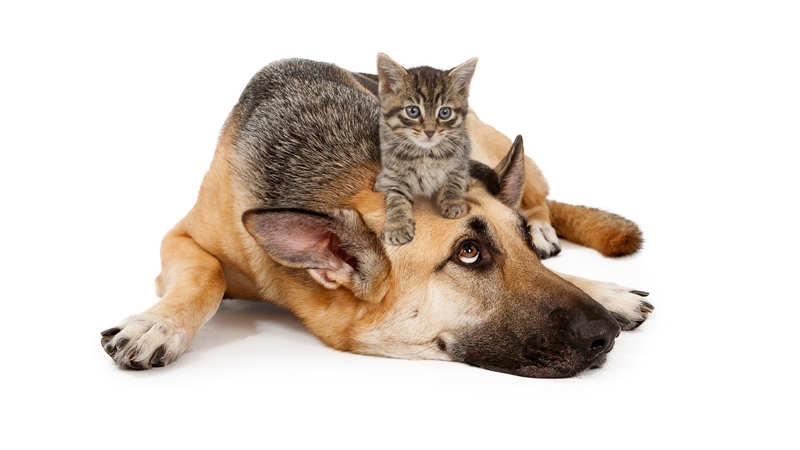caine, animal, cute, funny, kitten, white, couple, pisica, dog