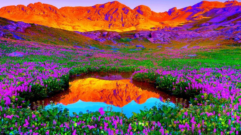 pond, usa, colorado, san juan mountains, wildflowers, surround, alpine