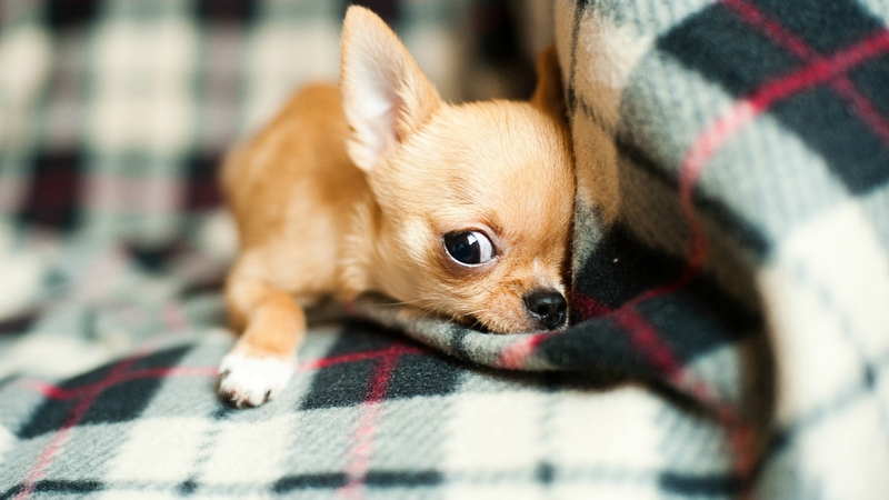 cute, chihuahua, dog, sweet