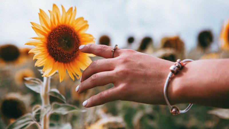 hand, ring, sunflower, flower, 4k