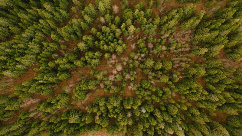 aerial view, trees, forest, 4k