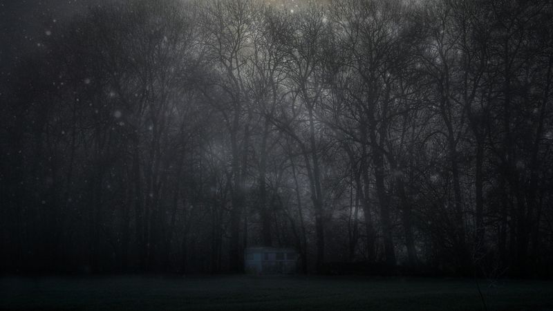 forest, mystical, fog, trees, night, starry sky, 4k