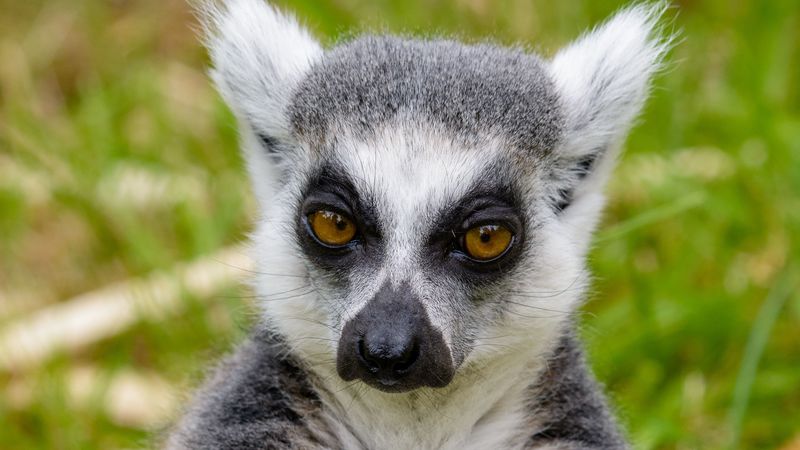 lemur, look, pensive, 4k