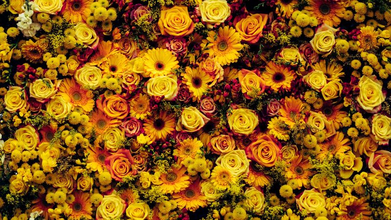 flowers, composition, floral carpet, 4k
