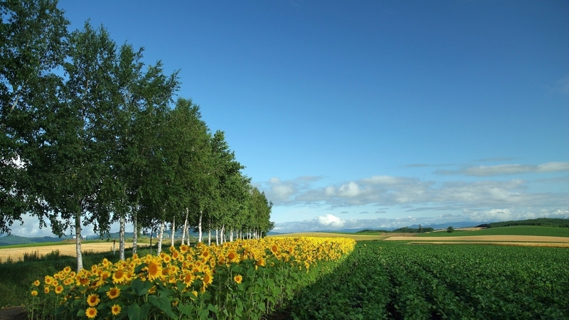 tree, sunflower, grass, field