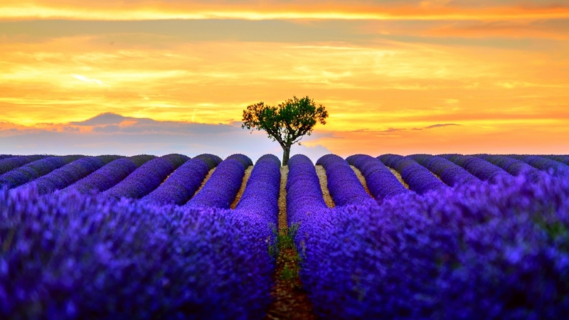 yellow, lavender, peisaj, tree, summer, flower, field, landscape, blue