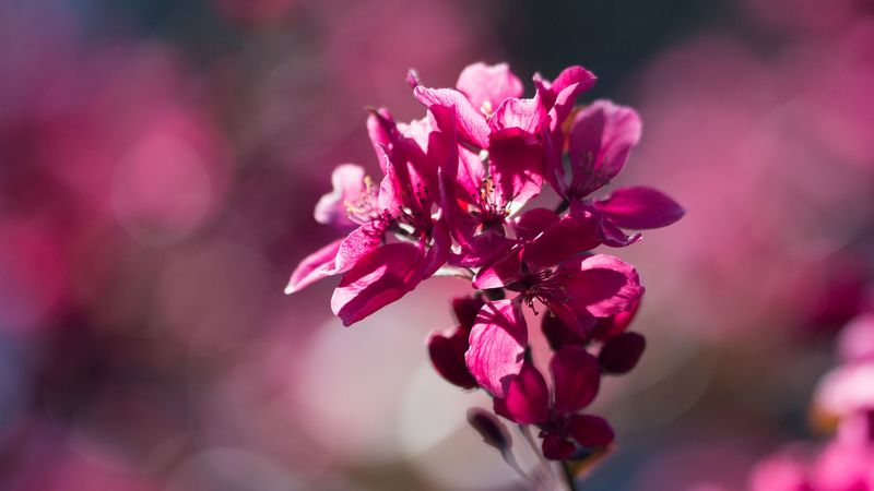 flower, bloom, spring, cherry, 4k