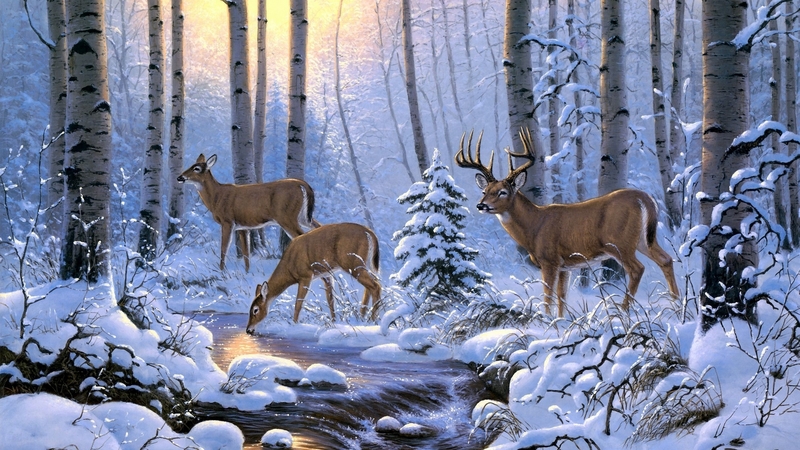 forest, nature, creek, animals, brook, winter, deer