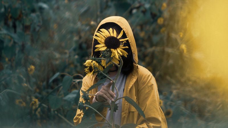 sunflowers, solitude, alone, walk, 4k
