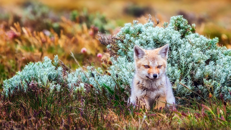 predator, autumn, pup, landscape