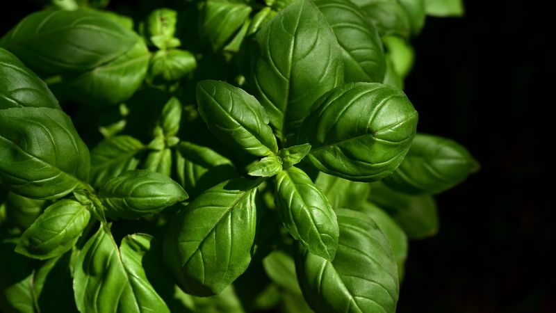 basil, leaves, green, plant, 4k