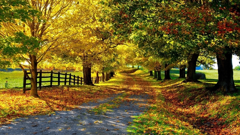 autumn, nature, road, trees, landscape