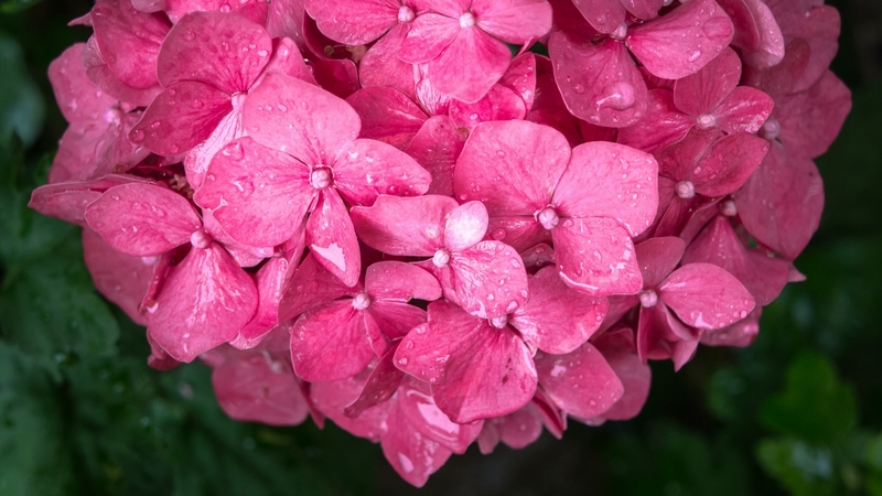 flower, summer, hydrangea, pink