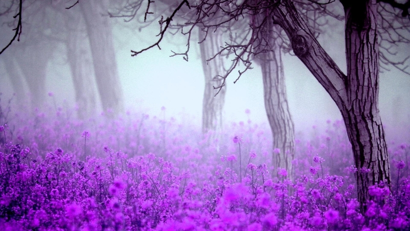 pretty, blurred, forest, dreamy, trees, fog, mist, nostalgic, haze, purple, flowers, nature, pink