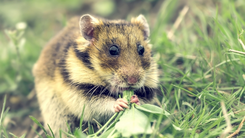 cute, green, hamster, grass, summer, rodent, animal