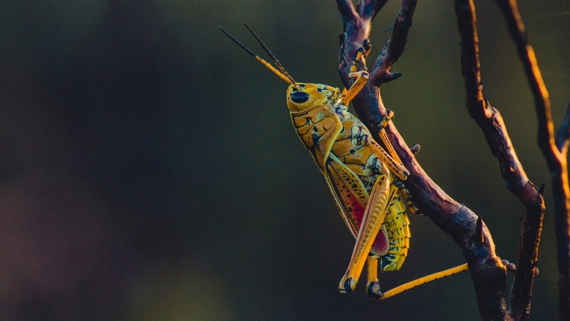 grasshopper, greiere, green, macro, insect, oranga