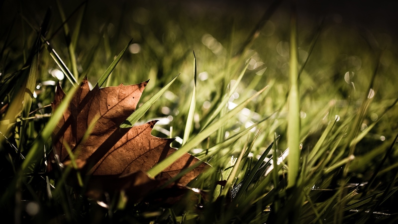 grass, leaf