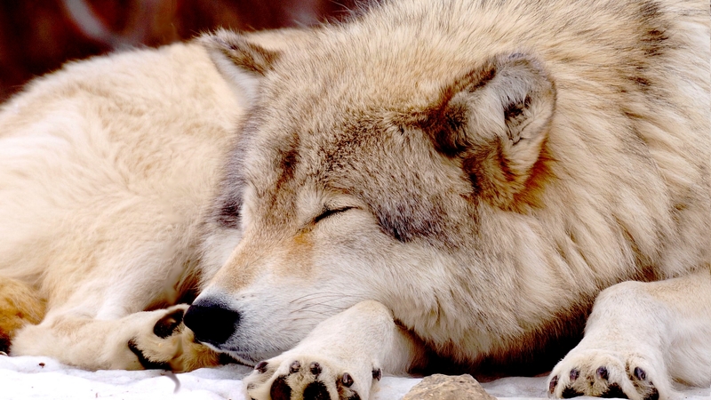 rest, majestic, wolf, sleeps