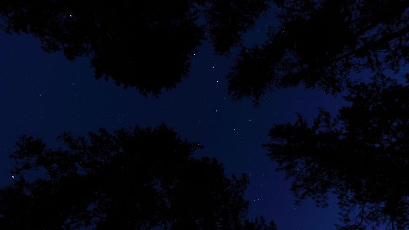 starry sky, trees, night, bottom view, 4k