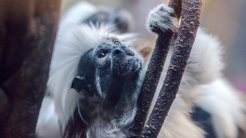 monkey, look, black, paw, diva, white, animal